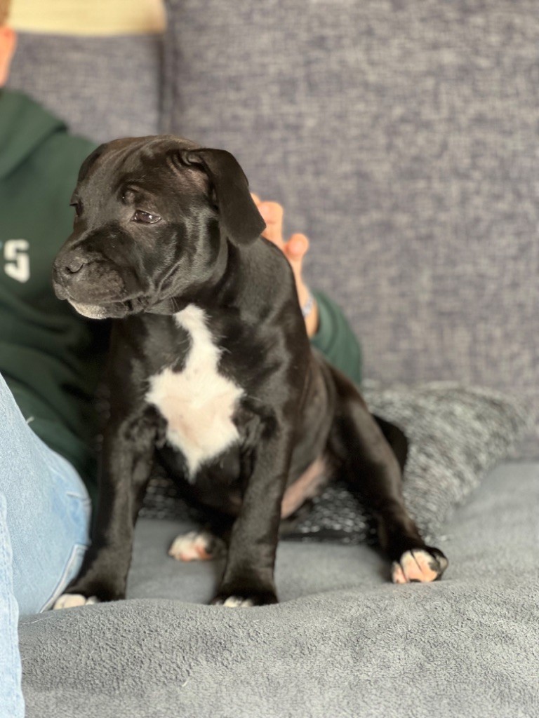 chiot Staffordshire Bull Terrier Des tempêtes du pays breton