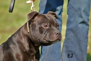 Vanoushka dream De la vauxoise