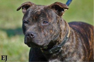Bagdad bandidas Des tempêtes du pays breton