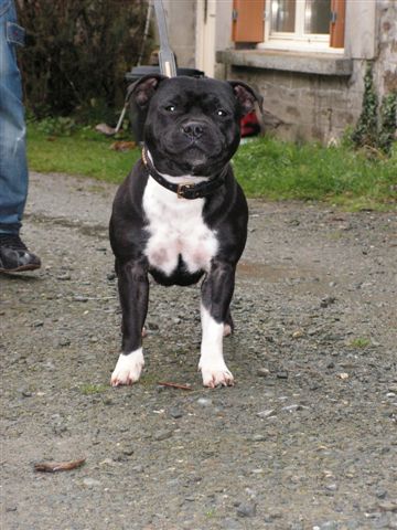 Black berry du bois de beaulieu