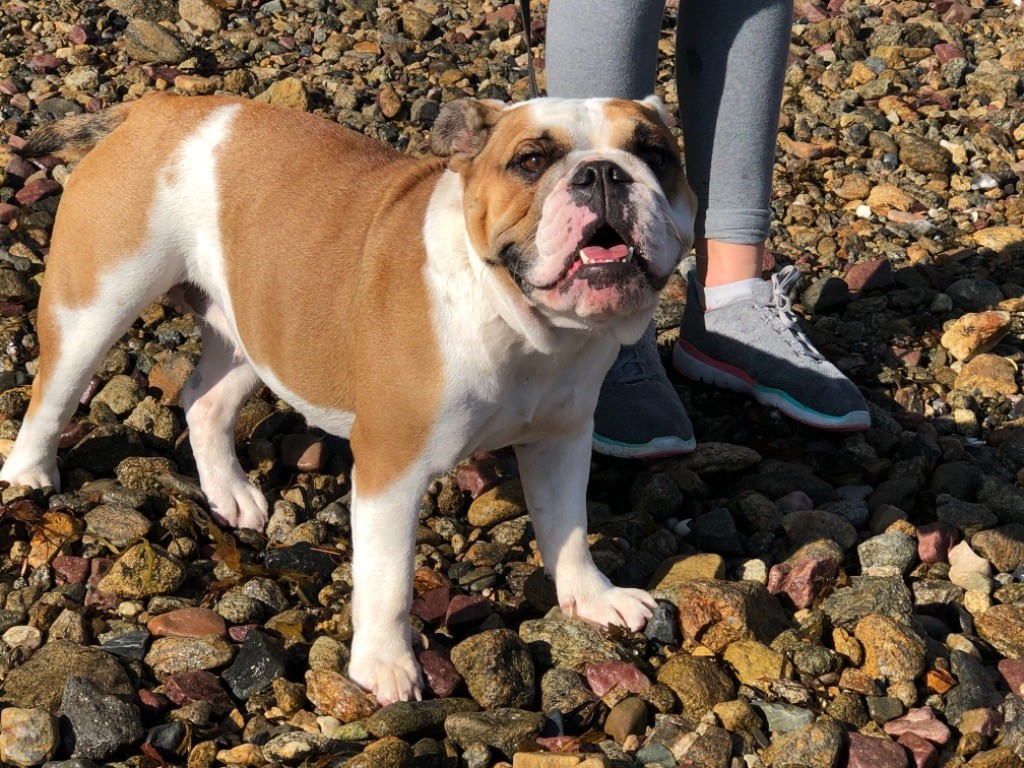 Penelope Des tempêtes du pays breton